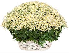 Цветочная композиция из Ромашки в корзине #REPLACE_PRED# Песковке